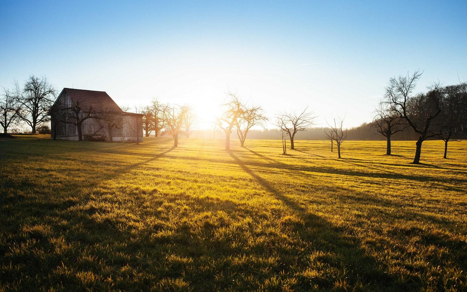 Sun through the trees