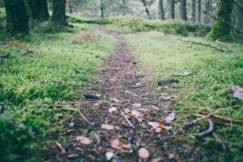 Forest floor