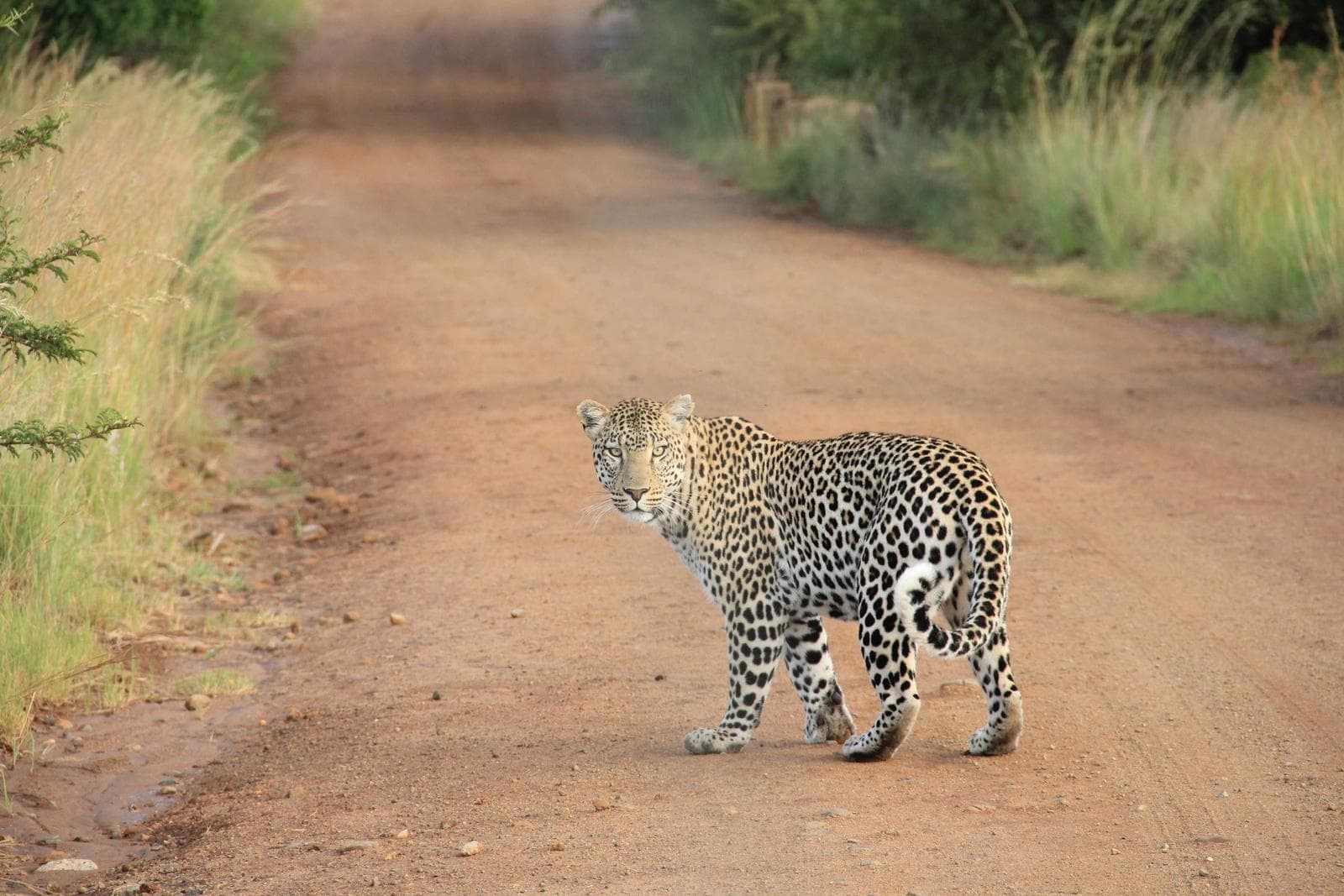 Big cat on the track