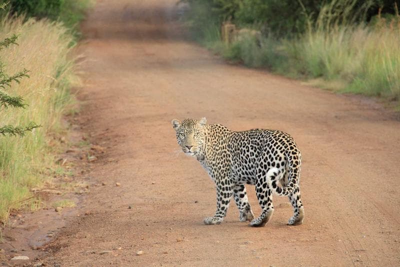 Big cat on the track