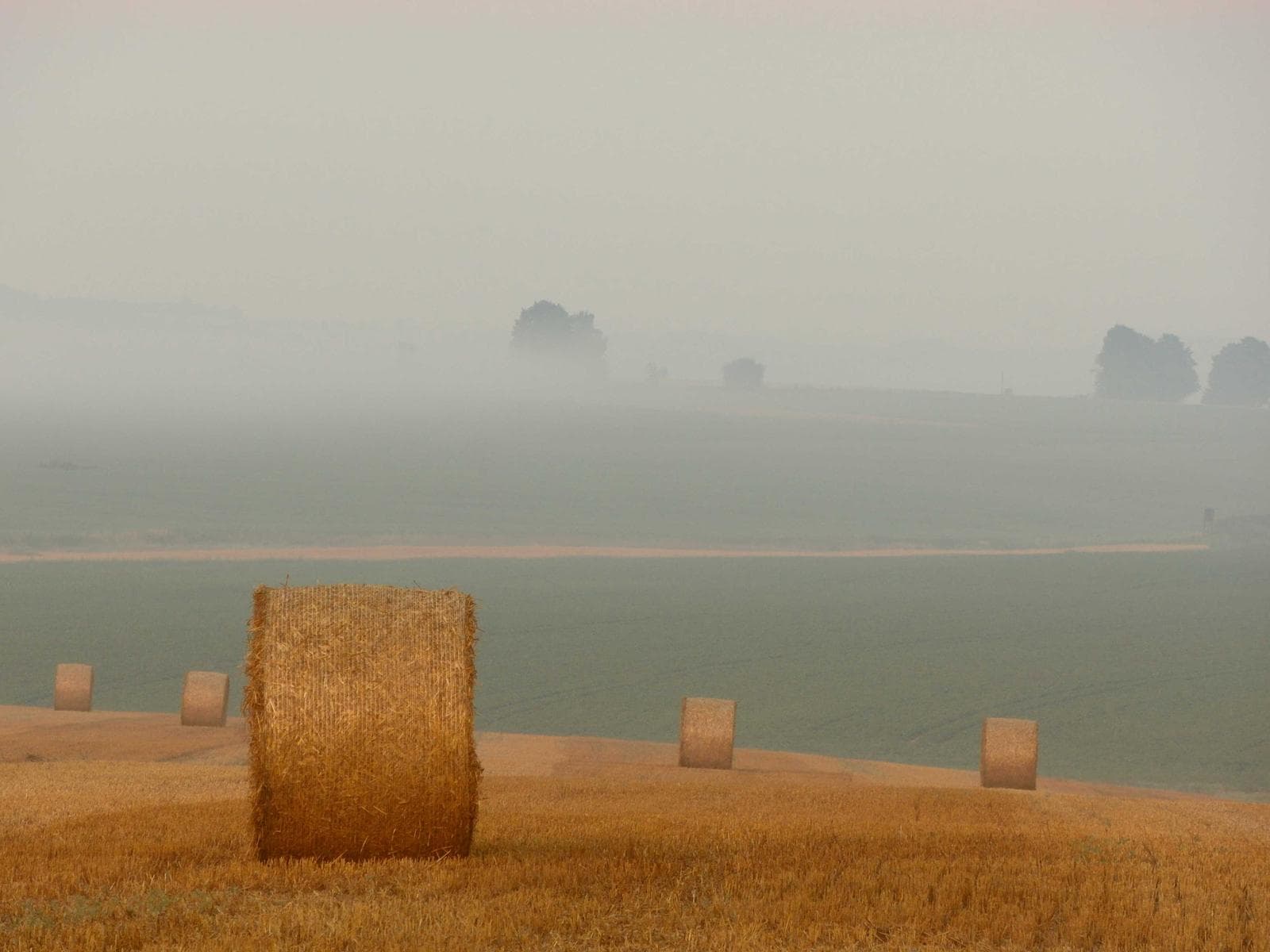 Bale in fog