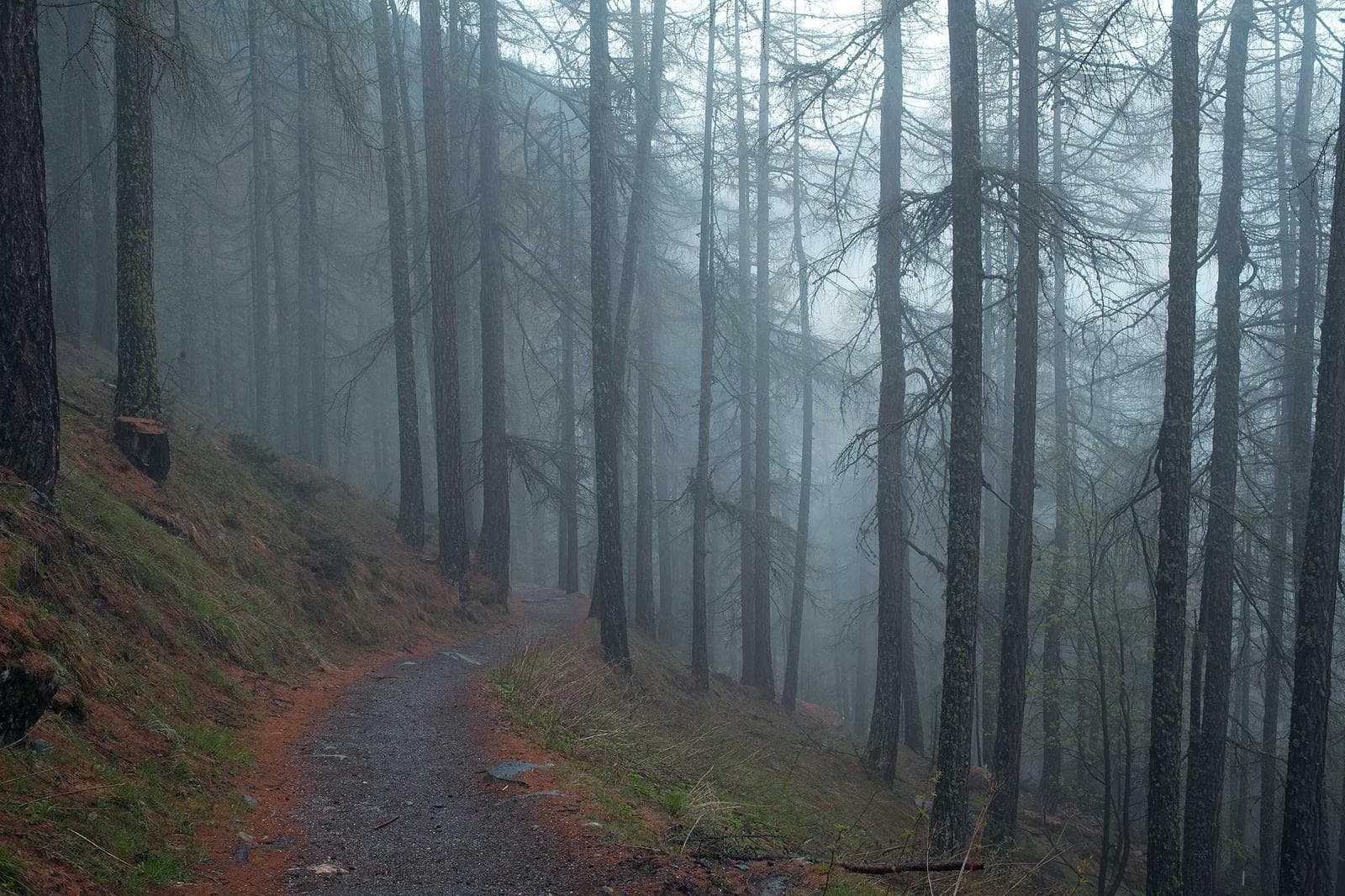 Fog in the forest