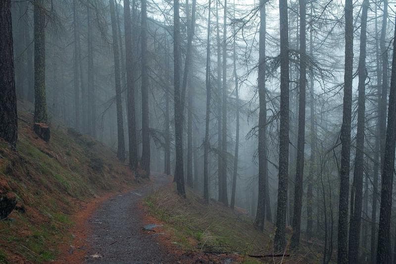 Fog in the forest