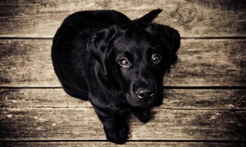 Black puppy