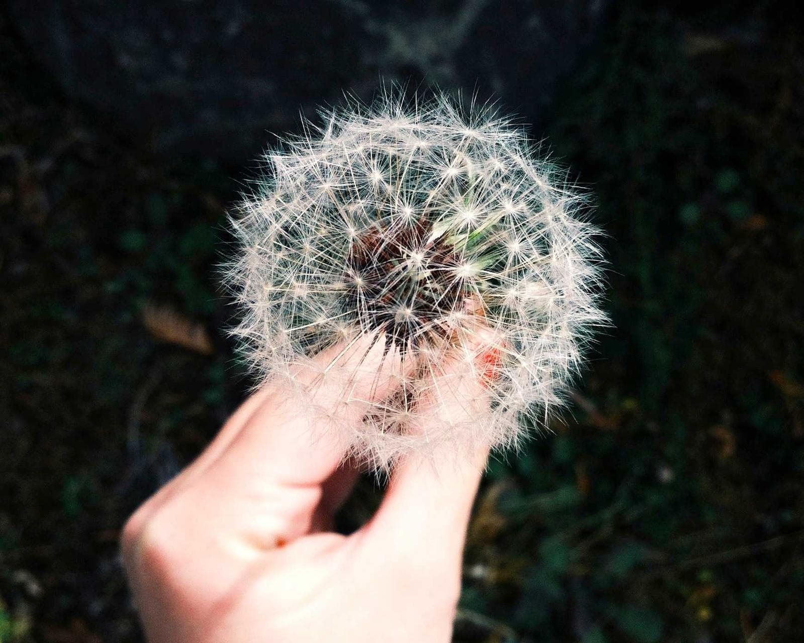 Dandelion in a hand
