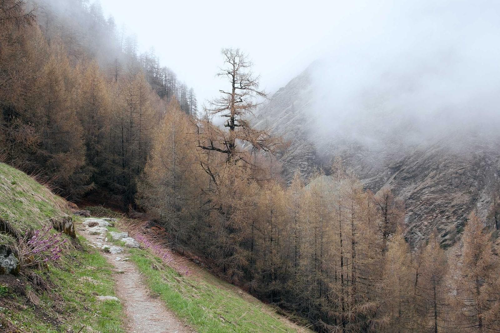 Larches in mist