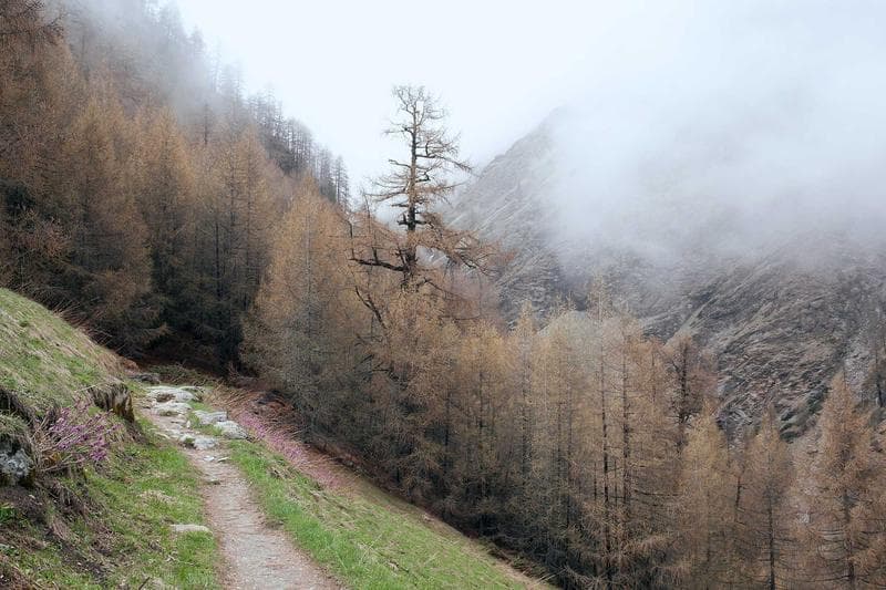 Larches in mist