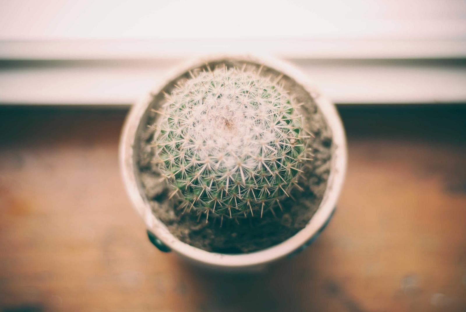Potted cactus