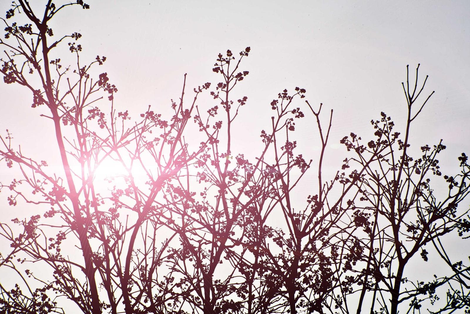 Branches against a pink sky