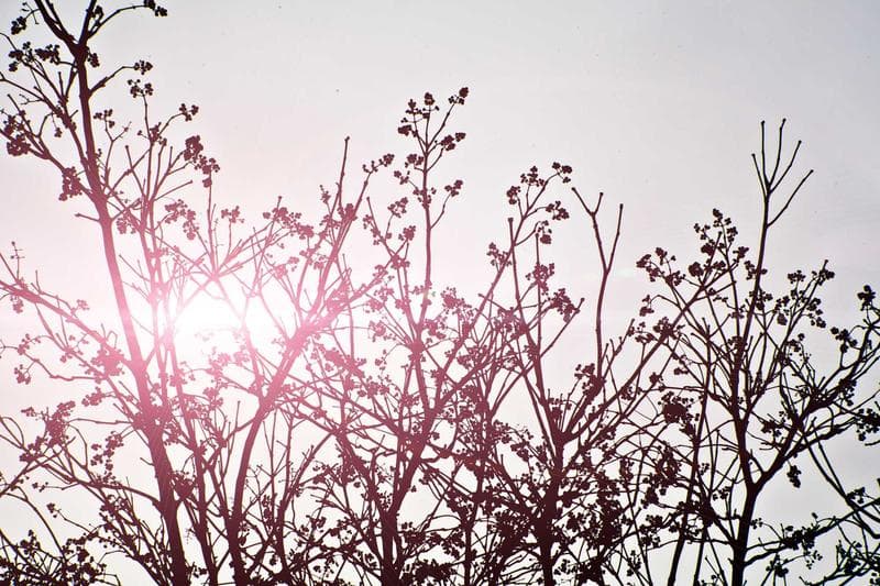 Branches against a pink sky