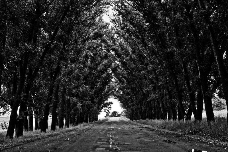 Avenue of trees