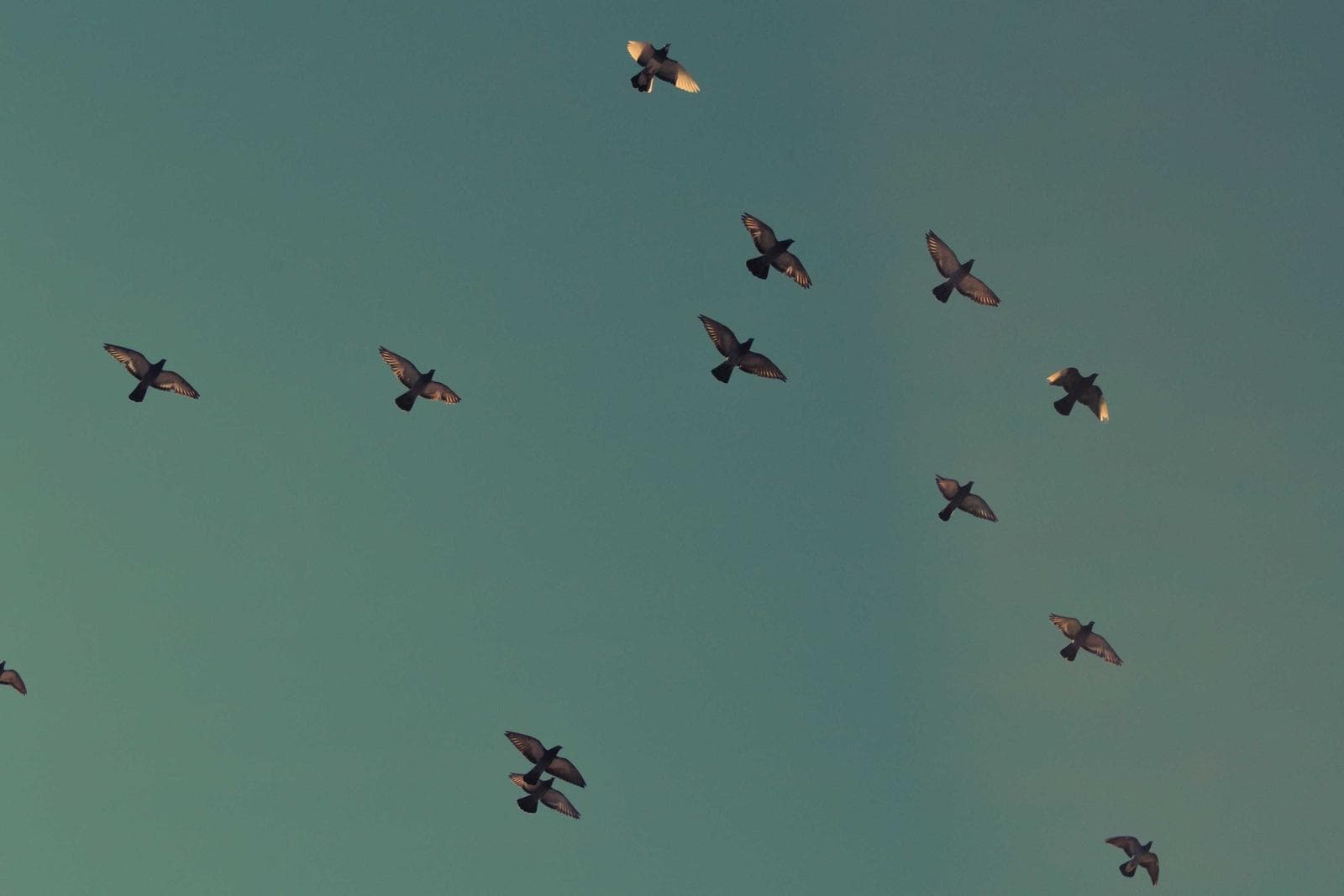 Flock