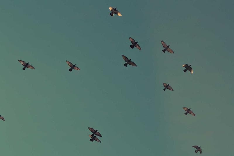 Flock