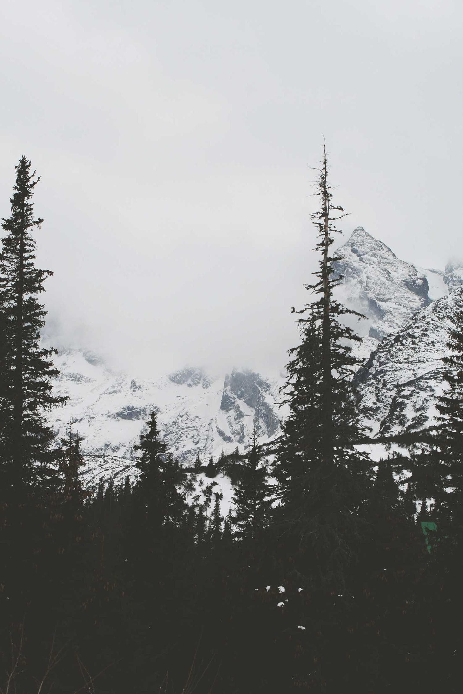 Snow in the pines
