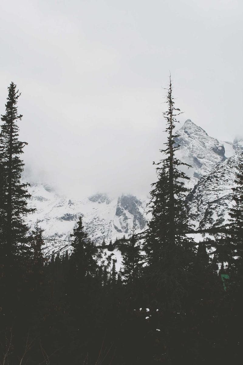Snow in the pines