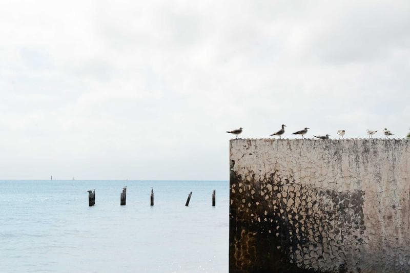 Birds on the posts