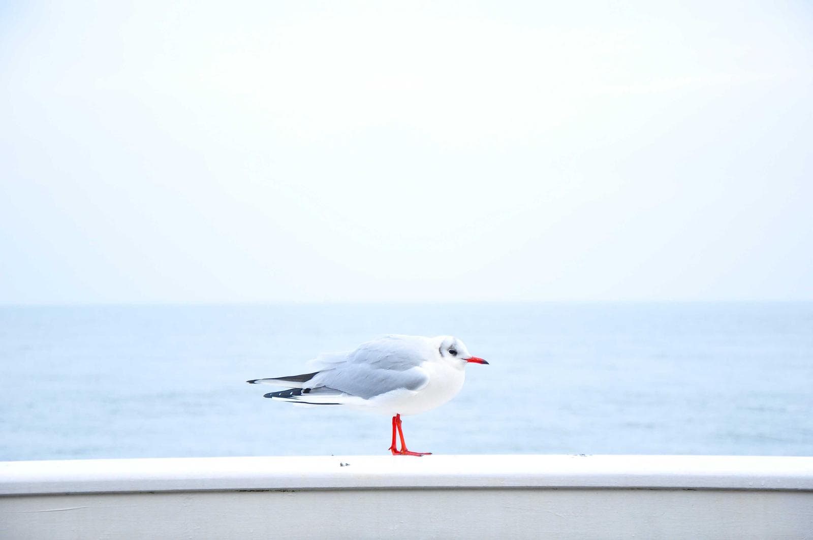 Gull