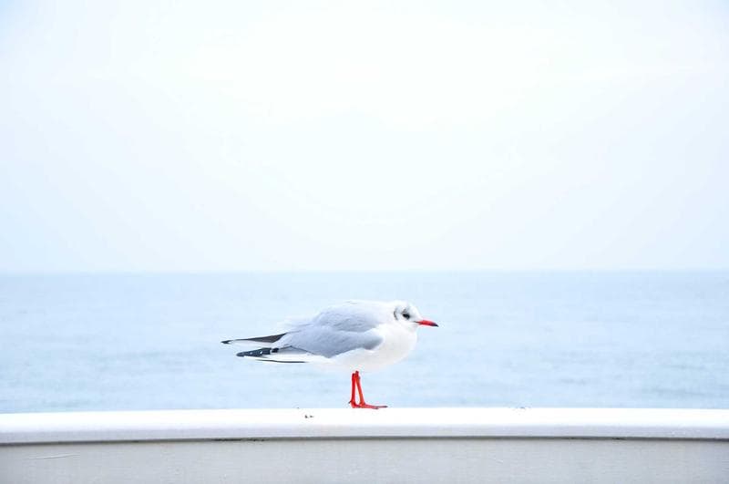 Gull