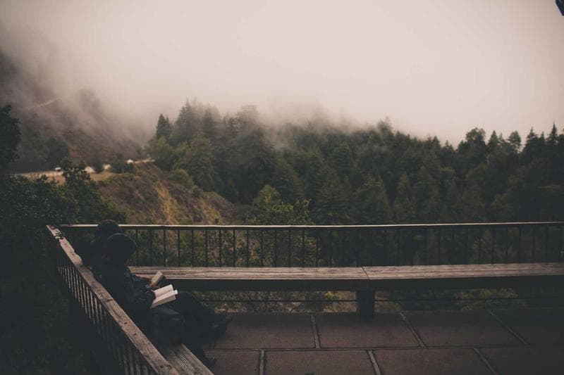 Bridge in the trees