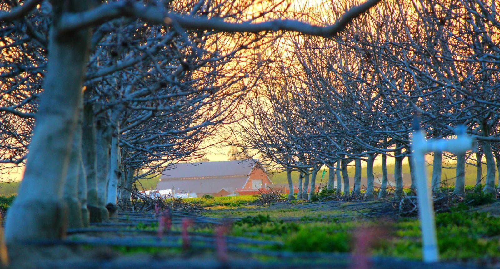 Bare trees at dusk
