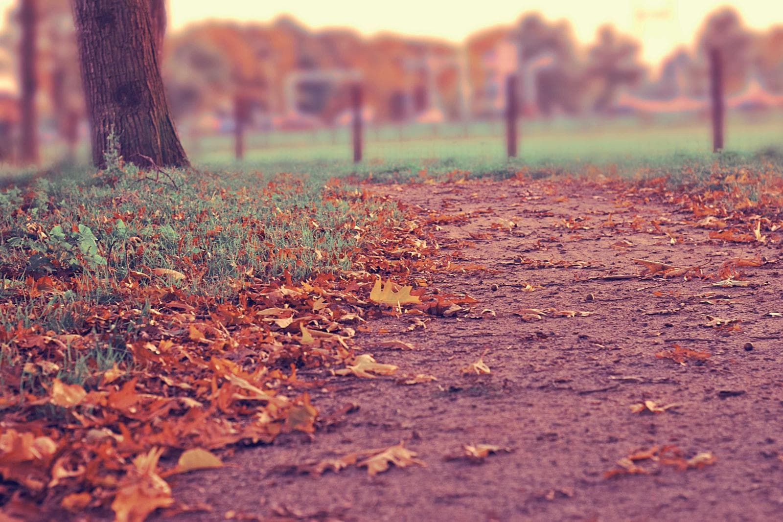 Autumn in the park