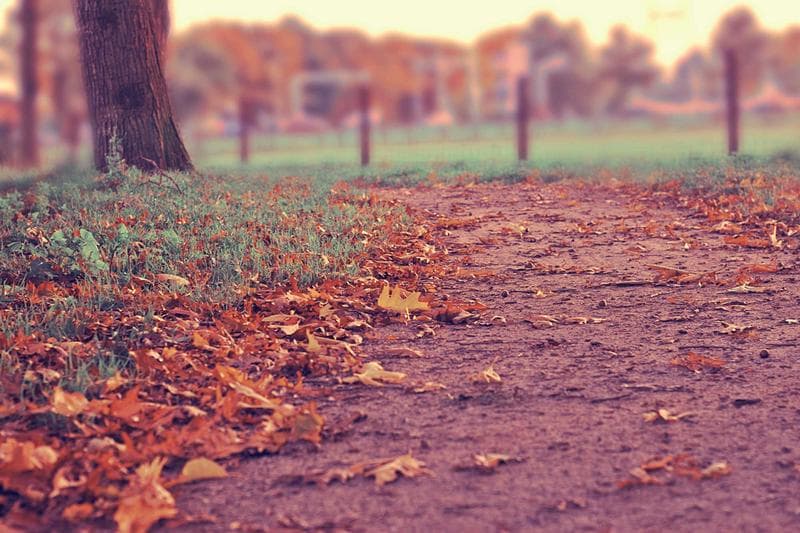 Autumn in the park