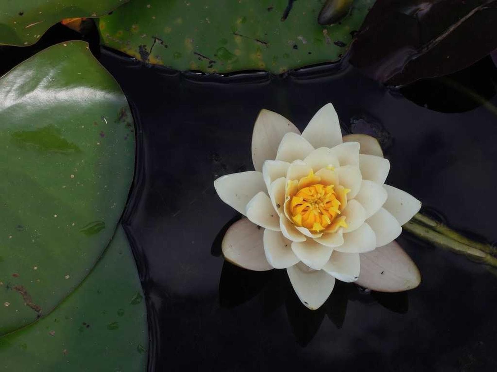 Water lily