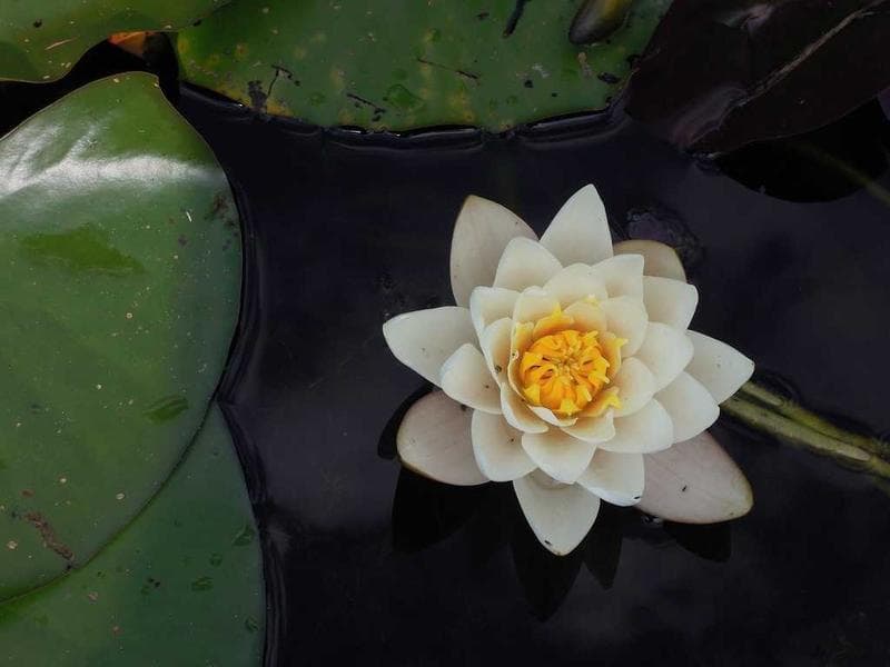 Water lily