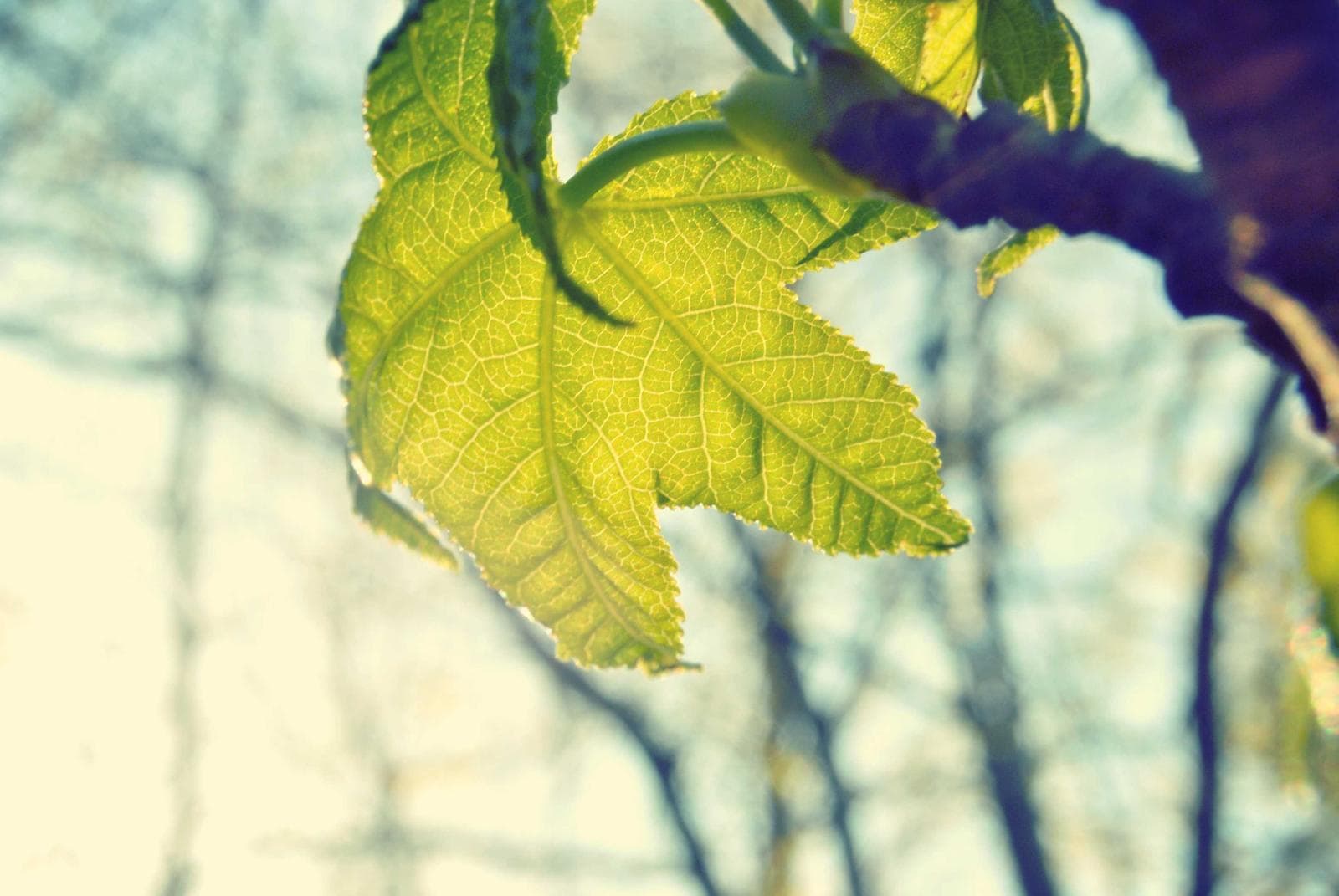 A leaf