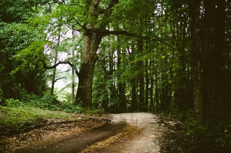 Path in the woods