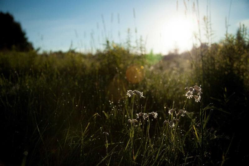 Wild meadow