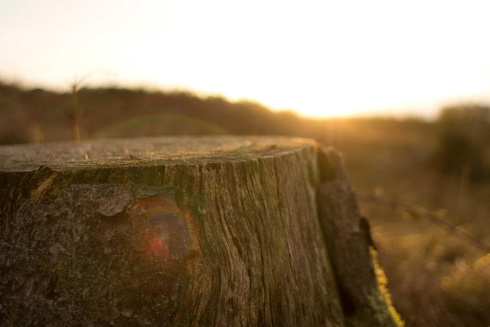 Tree stump