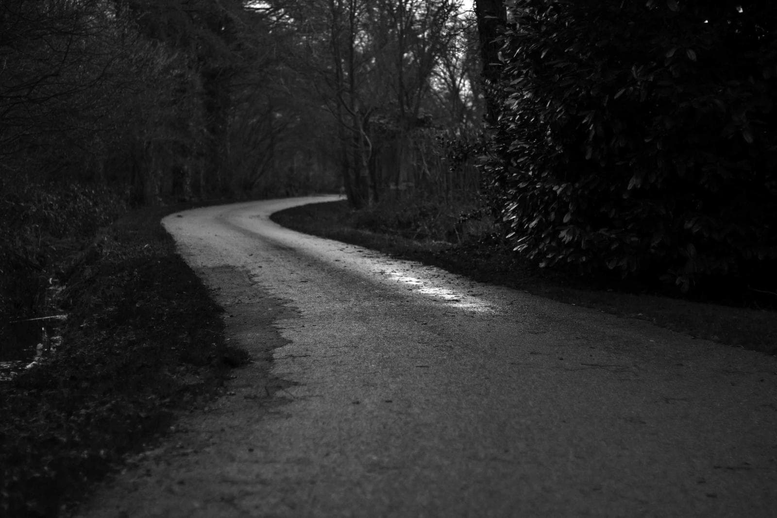 Road through dark trees