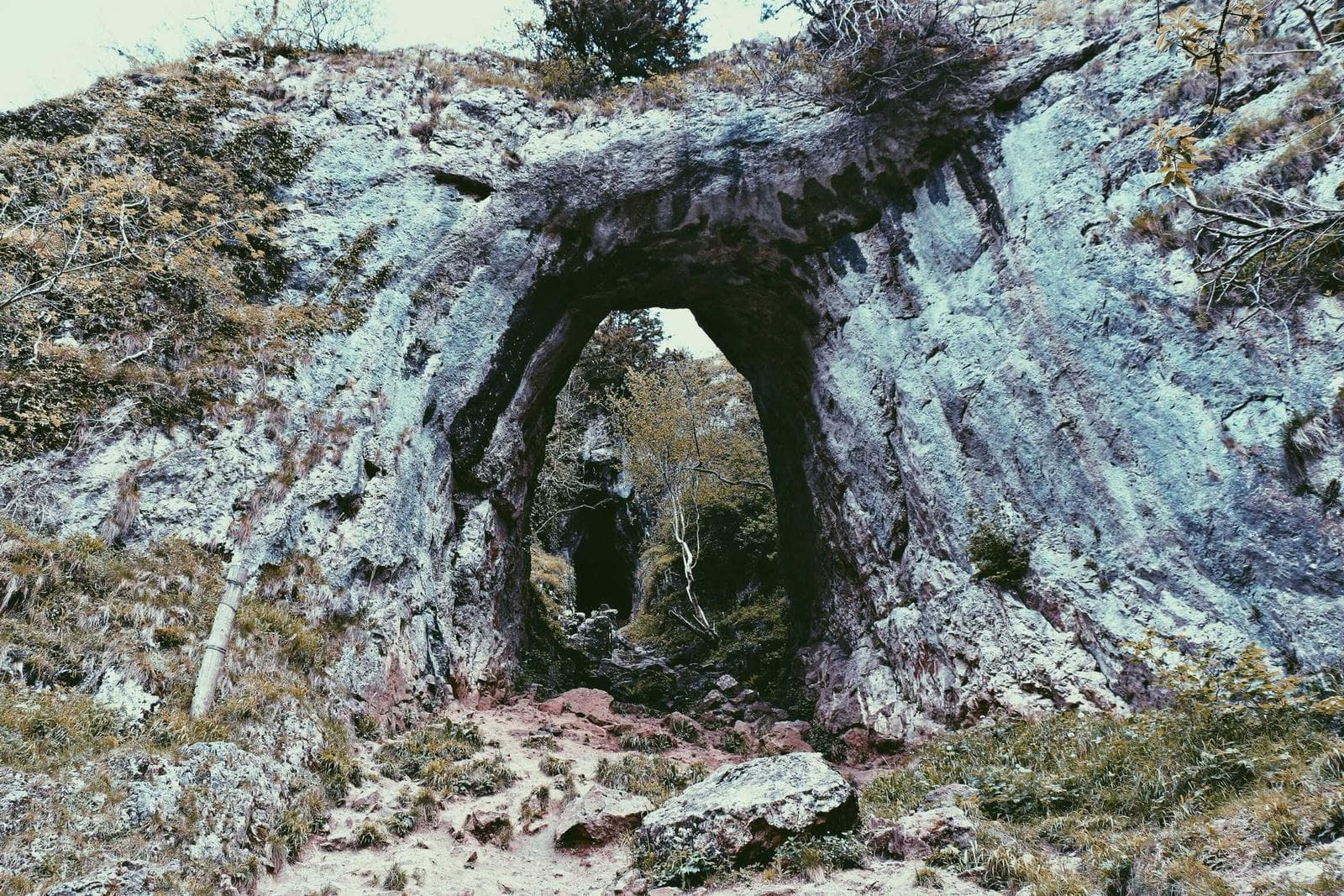 Tree in a rock arch