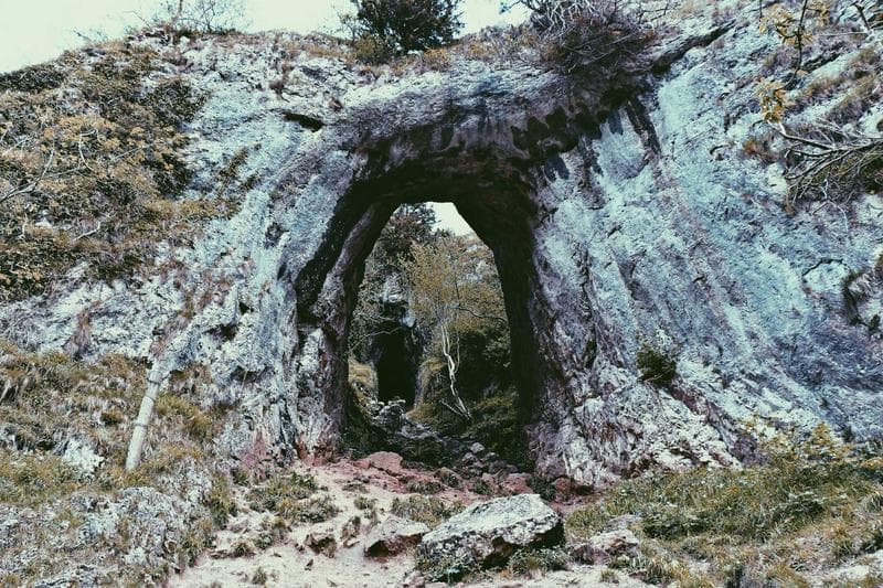 Tree in a rock arch