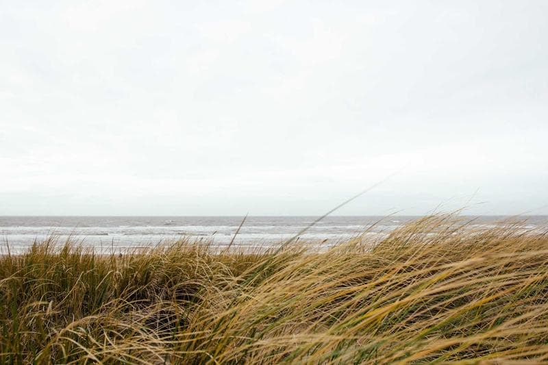 Dune grass