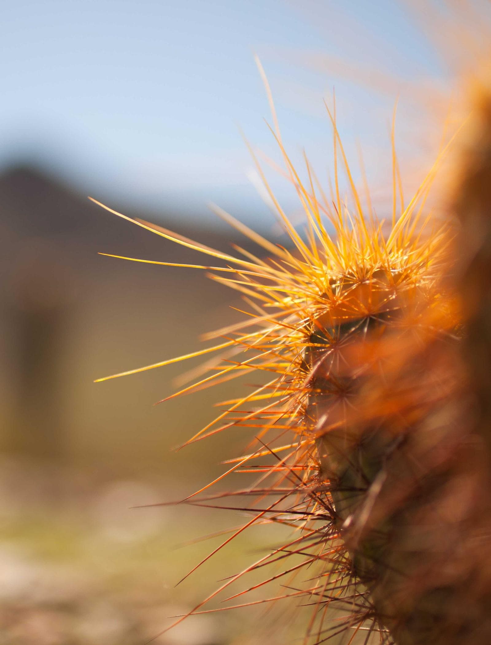 Cactus spines