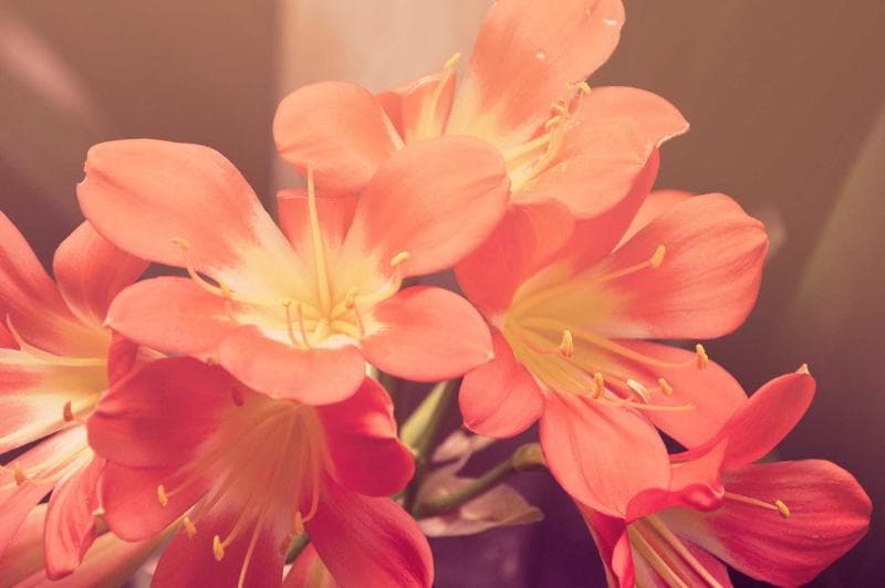 Orange flowers