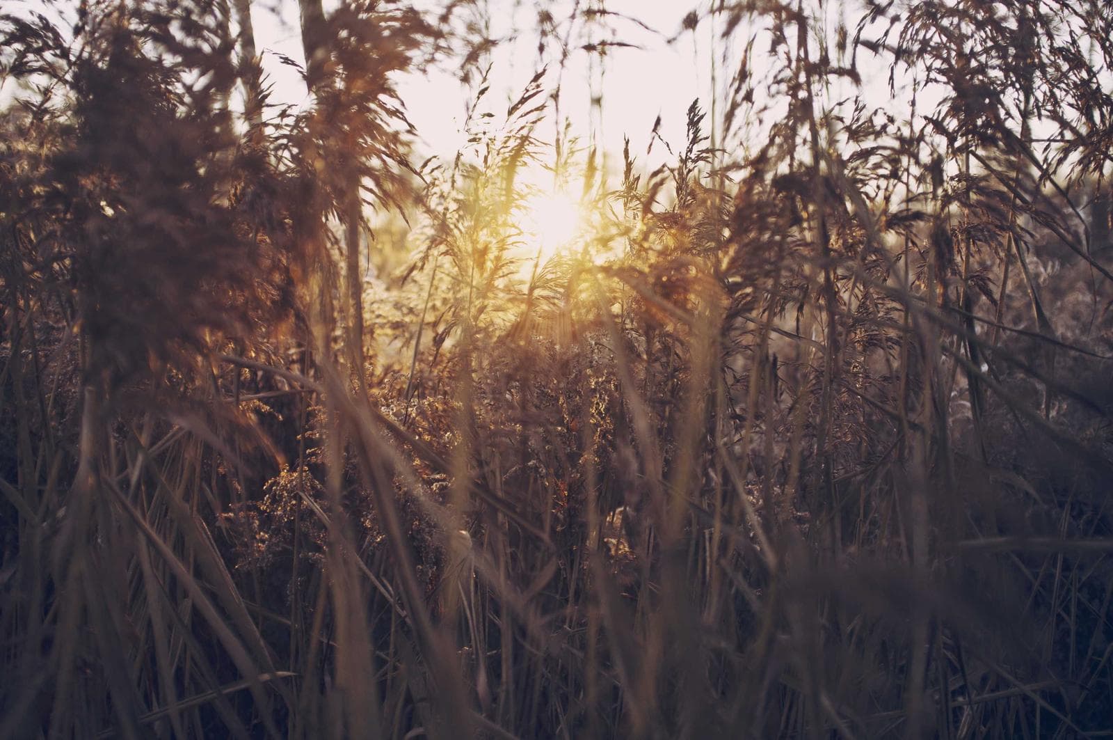Backlit reeds