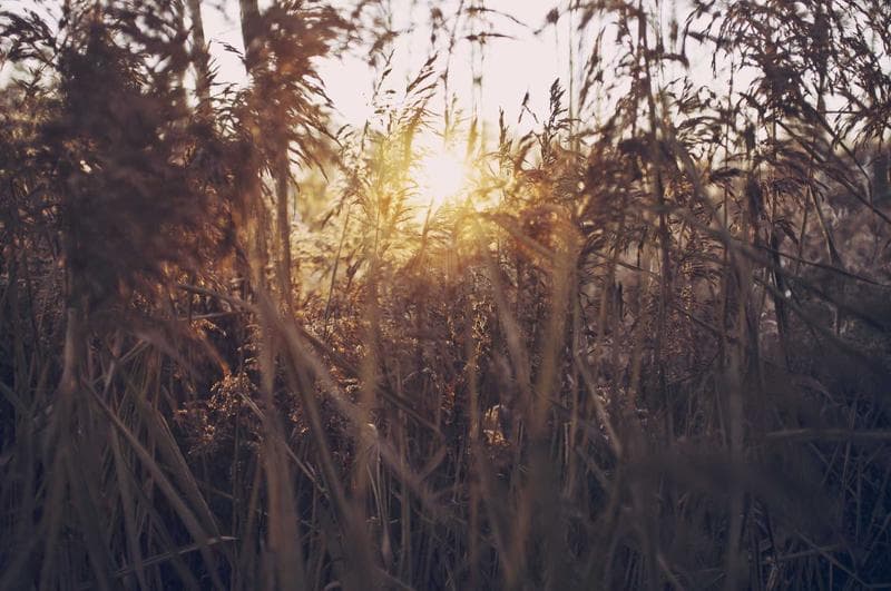 Backlit reeds