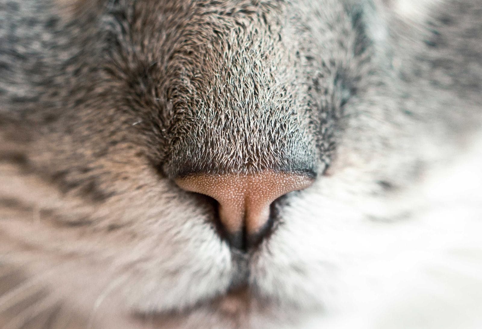 A cat's nose