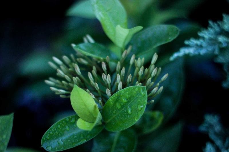 Green leaves