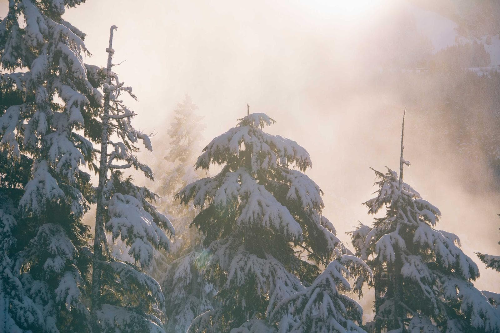 Snow in the trees