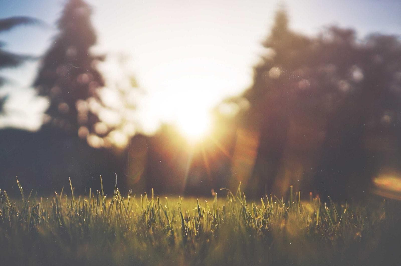 Grass at sunset