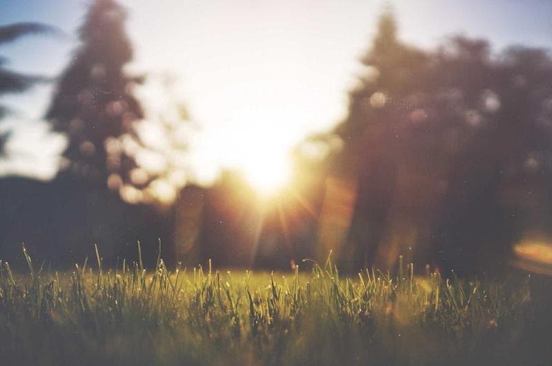Grass at sunset
