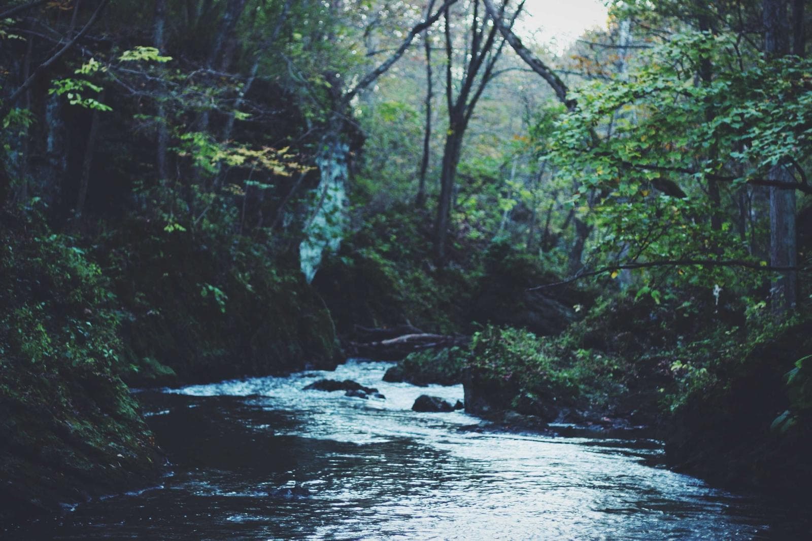 River in the forest