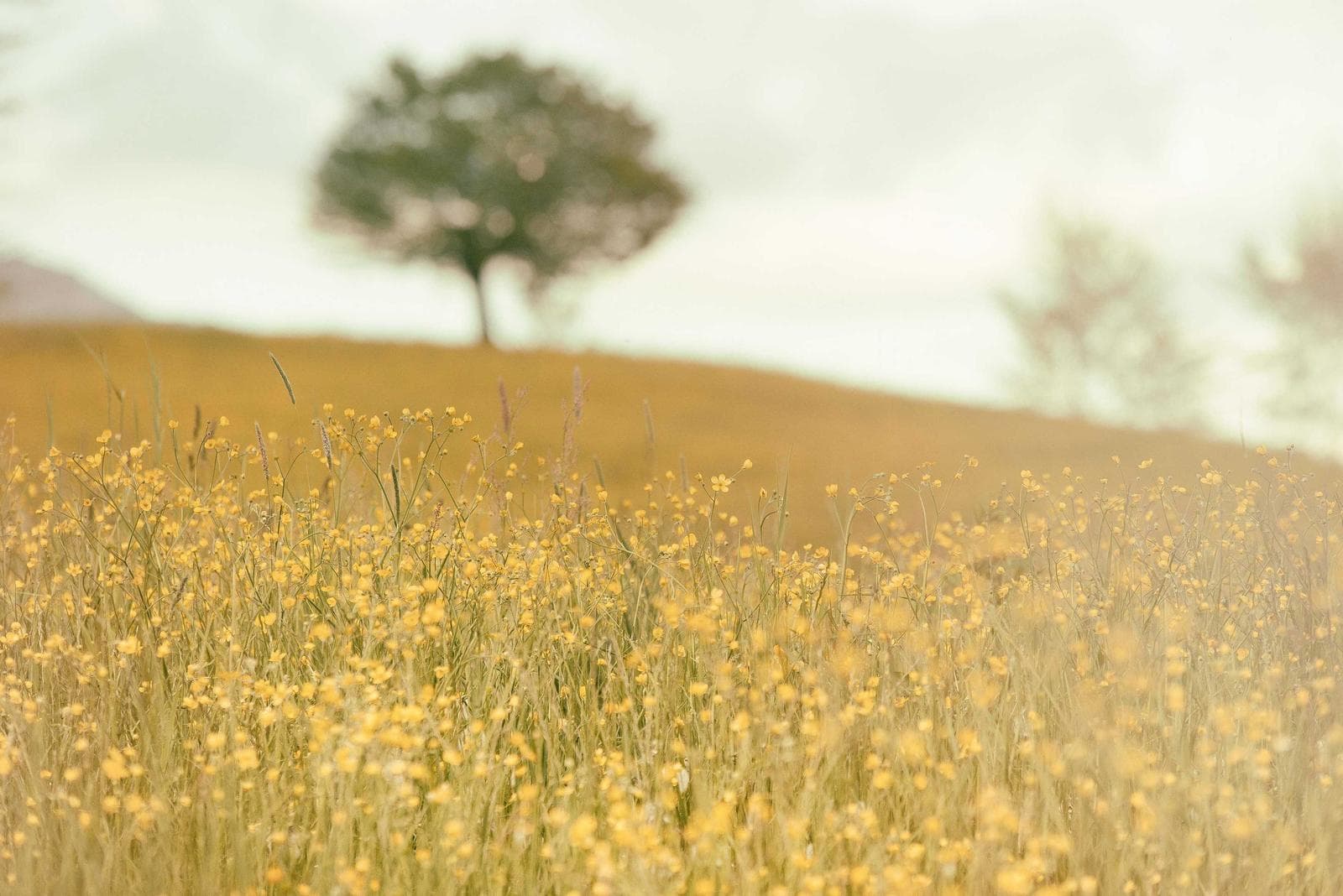 A tree in a field