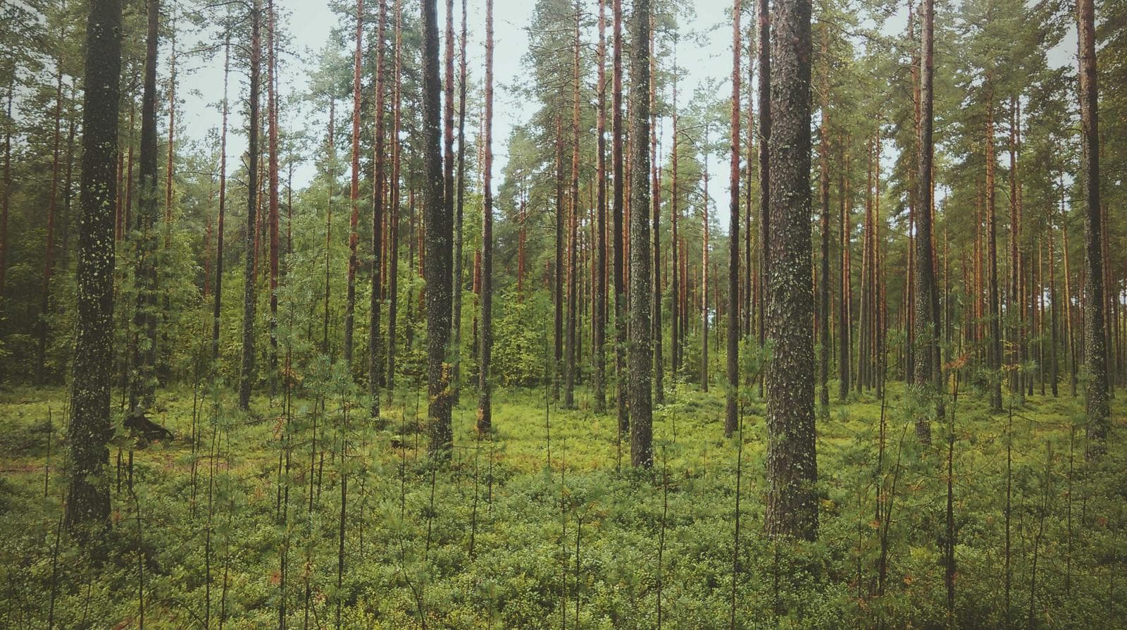 Pine trunks