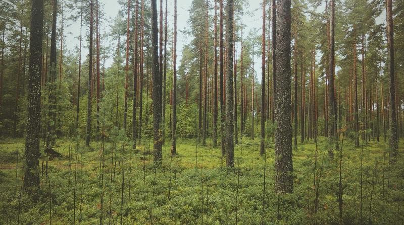 Pine trunks