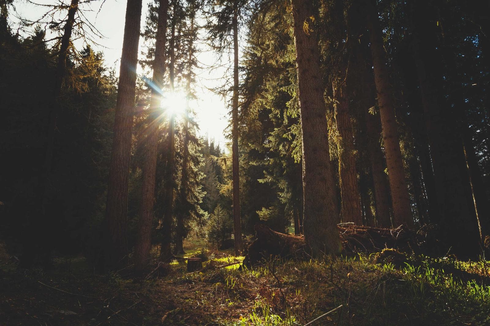 Light in the forest